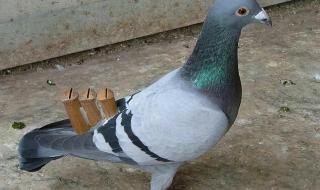 水浒传蚂蚁庄园 水浒传蚂蚁庄园