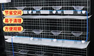 信鸽子养殖 信鸽子养殖