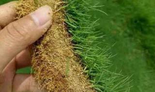 匍匐剪股颖 匍匐剪股颖