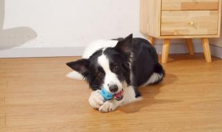 橡胶弹力球 橡胶弹力球