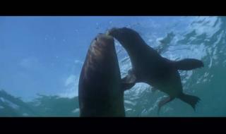 关于孙悟空的动画片 关于孙悟空的动画片