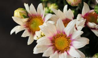 生活就像一杯白开水 生活就像一杯白开水